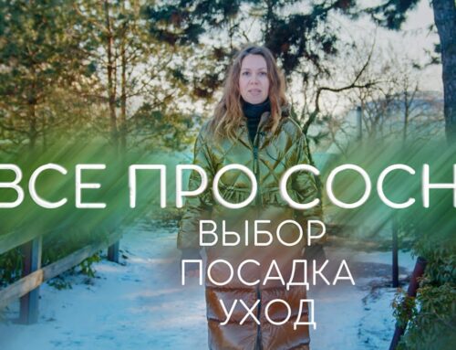 Уход за сосной – секреты здоровья и красоты