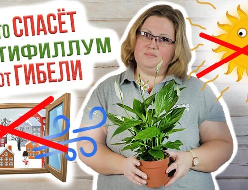 Секреты ухода за женским счастьем в горшке в домашних условиях после покупки