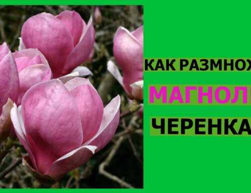 Секреты успешного укоренения магнолии