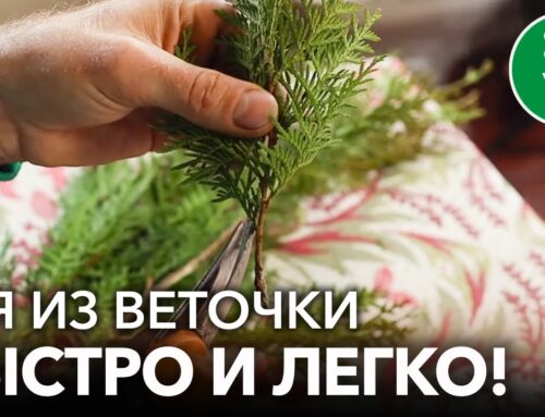 Как успешно укоренить тую от веточки