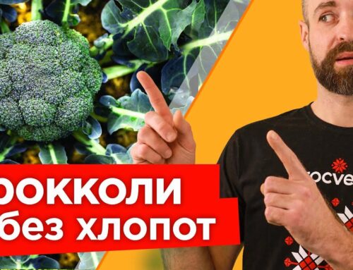 Секреты выращивания капусты брокколи в открытом грунте – семена vs. рассада