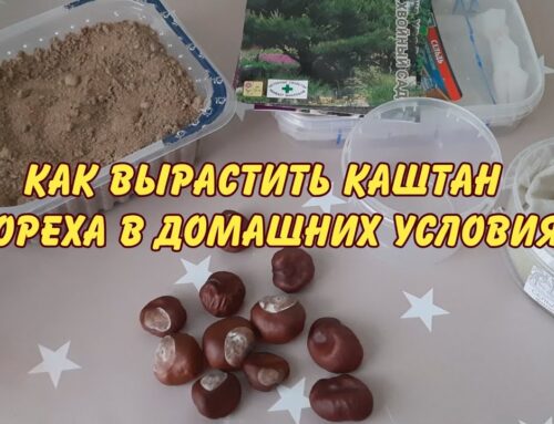 Как вырастить каштан из косточки в домашних условиях в горшке для начинающих