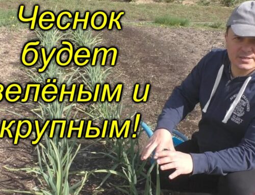 Секреты выращивания крупного чеснока на огороде