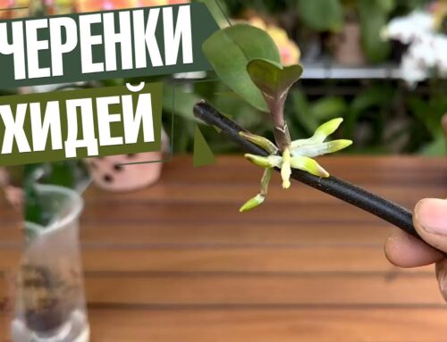 Как вырастить орхидею из цветка