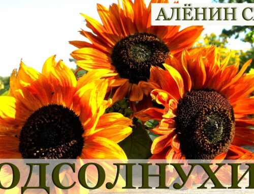 Секреты выращивания подсолнухов