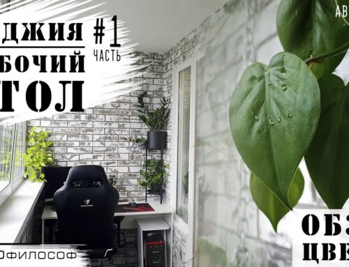 Лучшие цветы для рабочего стола – какой выбрать возле компьютера