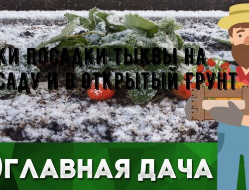 Оптимальное время для посадки рассады тыквы – рекомендации и советы