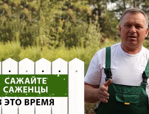 Оптимальное время для посадки плодовых деревьев и кустарников