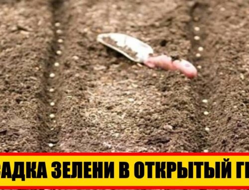 Оптимальный момент для посадки зелени в открытый грунт