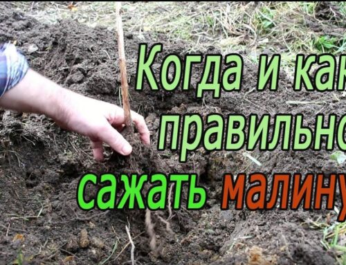 Оптимальное время для посадки малины