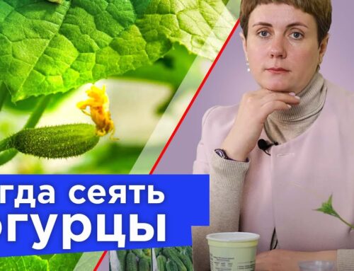 Оптимальное время для посадки семян огурцов на рассаду