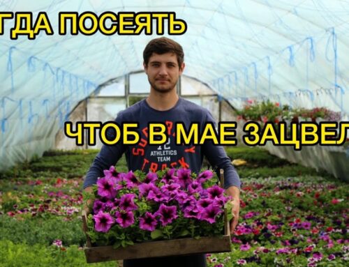 Оптимальное время для посадки семян петунии