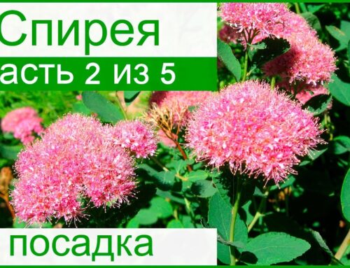 Важное руководство по посадке спиреи в открытый грунт