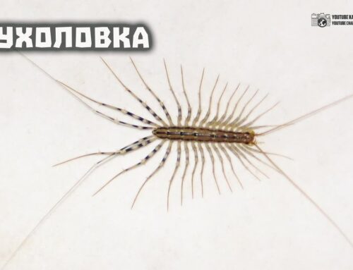 Где обитает обыкновенная мухоловка