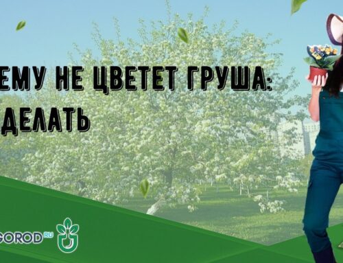 Почему груша не цветет – причины и способы решения проблемы