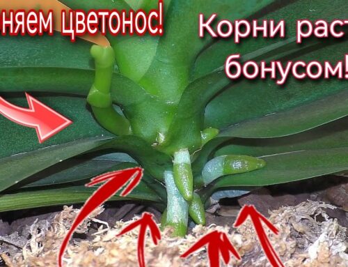 Орхидея не цветет в домашних условиях – причины и способы решения проблемы
