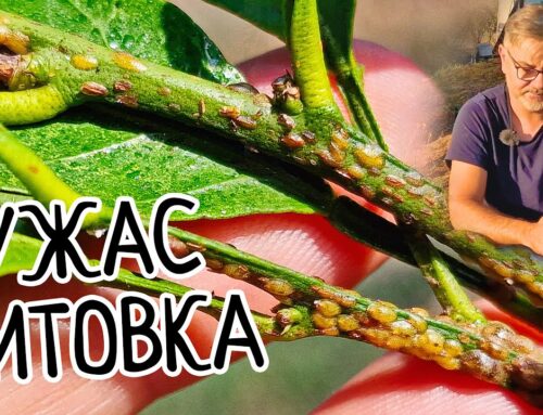 Как избавиться от щитовки на цветах комнатных?