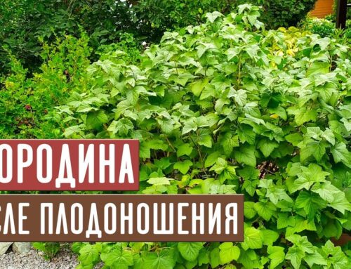 Как правильно обработать смородину после сбора урожая?
