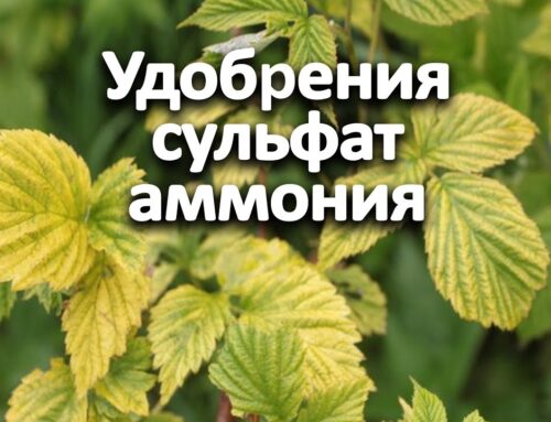 Сульфат аммония – удобрение для чего?