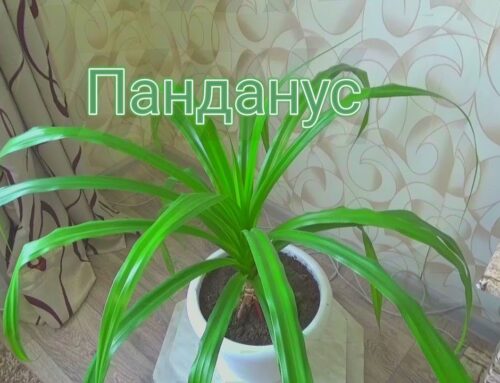 Растение с острыми кончиками – что за цветок похожий на пальму?