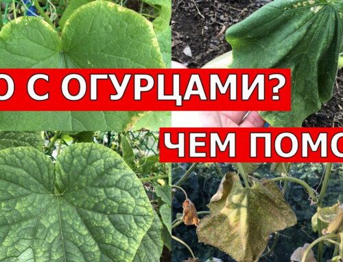 Почему у огурцов желтеют листья в открытом грунте и как их обработать