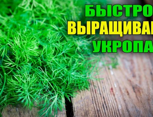 Лучшее время для посадки укропа рассадой