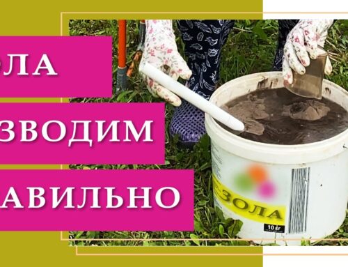 Зола как удобрение – советы по использованию